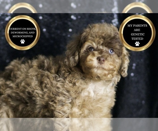 Medium Photo #33 Poodle (Miniature) Puppy For Sale in WARSAW, IN, USA