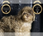 Small Photo #33 Poodle (Miniature) Puppy For Sale in WARSAW, IN, USA
