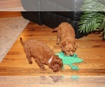 Small #9 Cavapoo (Miniature)