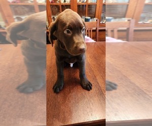 Labrador Retriever Puppy for sale in GAITHERSBURG, MD, USA