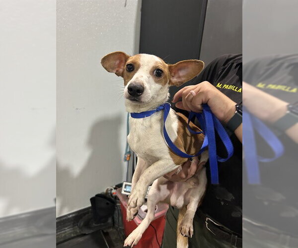 Medium Photo #1 Chiweenie Puppy For Sale in Bakersfield, CA, USA