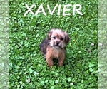 Small #2 Shorkie Tzu