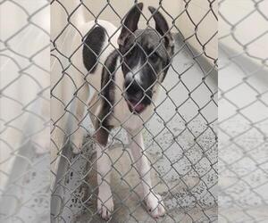 Siberian Husky-Unknown Mix Dogs for adoption in Anchorage, AK, USA