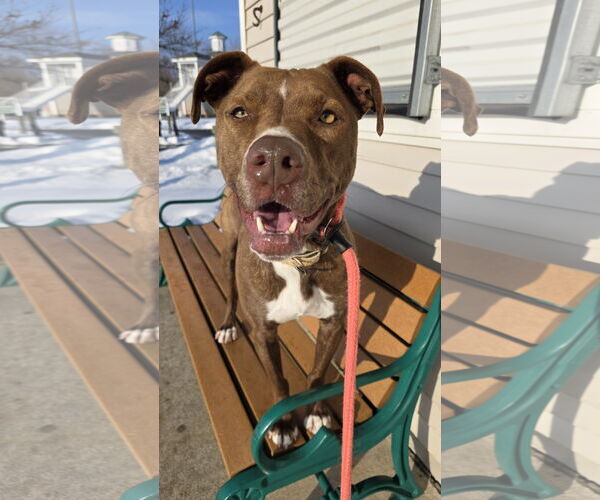 Medium Photo #1 Mutt Puppy For Sale in Rockaway, NJ, USA