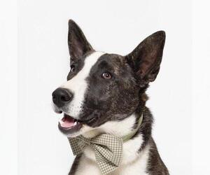 Border Collie-Unknown Mix Dogs for adoption in Santa Maria, CA, USA