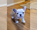 Small Photo #13 French Bulldog Puppy For Sale in GARLAND, TX, USA