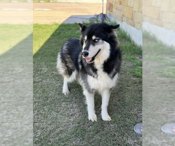 Medium Photo #4 Siberian Husky Puppy For Sale in PIPE CREEK, TX, USA