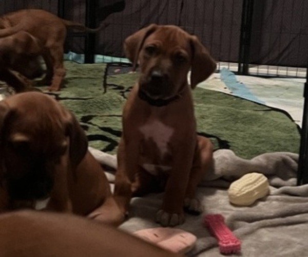 Medium Photo #8 Rhodesian Ridgeback Puppy For Sale in MURFREESBORO, TN, USA