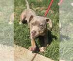 Small #17 American Pit Bull Terrier Mix