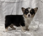 Small #2 Pembroke Welsh Corgi