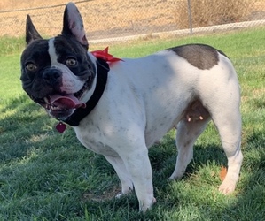 Mother of the French Bulldog puppies born on 10/29/2020