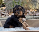 Puppy Moe Yorkipoo