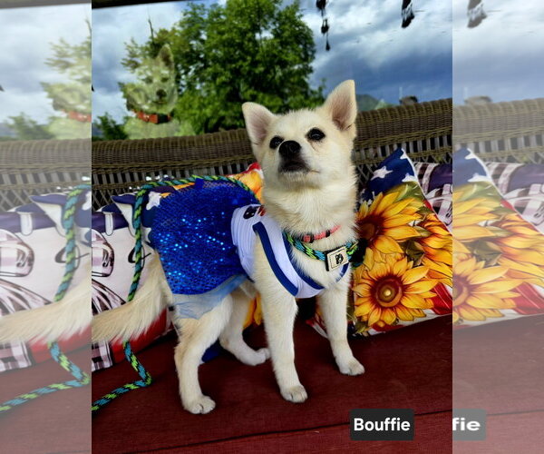 Medium Photo #2 Siberian Husky-Unknown Mix Puppy For Sale in Sandy, UT, USA