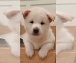 Small Photo #2 Shiba Inu Puppy For Sale in RIVERSIDE, CA, USA