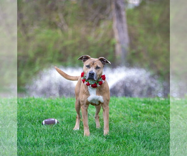 Medium Photo #4 Mutt Puppy For Sale in Unionville, PA, USA