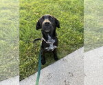 Small #2 Labrador Retriever Mix