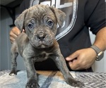 Small #3 Cane Corso