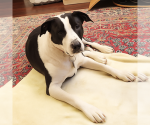 American Pit Bull Terrier-Border Collie Mix Dogs for adoption in Laramie, WY, USA