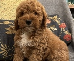 Small Photo #3 Goldendoodle (Miniature) Puppy For Sale in LAWRENCE, MI, USA