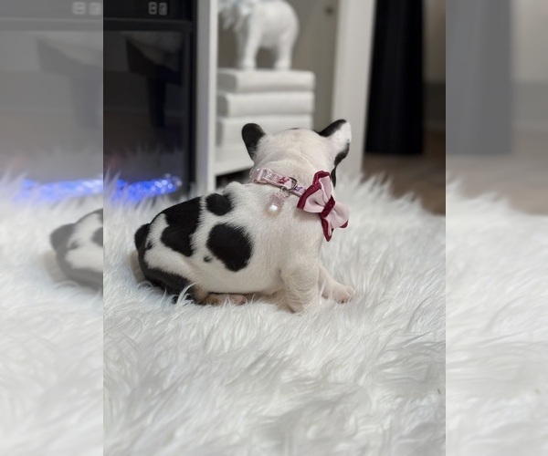 Medium Photo #8 French Bulldog Puppy For Sale in CINCINNATI, OH, USA