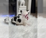 Small #1 French Bulldog