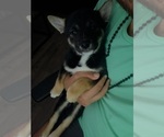 Small #3 Shiba Inu