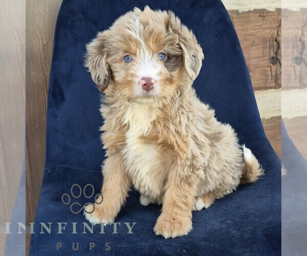 Medium Photo #1 Bernedoodle (Miniature) Puppy For Sale in NARVON, PA, USA