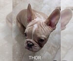 Small Photo #76 French Bulldog Puppy For Sale in MCKINLEYVILLE, CA, USA