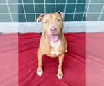 Small #2 American Pit Bull Terrier
