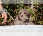 Small #24 ShihPoo