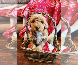 Medium Goldendoodle mix (+ Poodle Miniature)