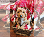 Puppy Apollo Goldendoodle mix (+ Poodle Miniature)
