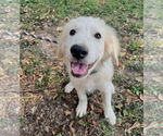 Small #2 Great Pyrenees