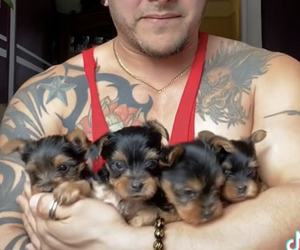 Yorkshire Terrier Litter for sale in ASTORIA, NY, USA