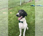 Small #1 Poodle (Standard) Mix