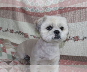 Mal-Shi Dogs for adoption in El Centro, CA, USA