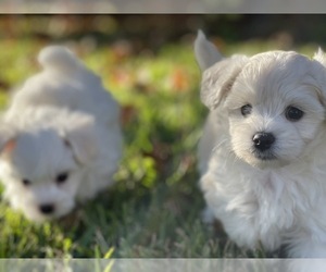 Maltipoo Puppy for sale in HOUSTON, TX, USA