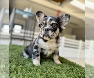 French Bulldog Puppy for sale in DAYTON, OH, USA