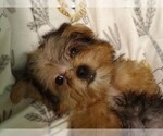 Small #3 Yorkshire Terrier