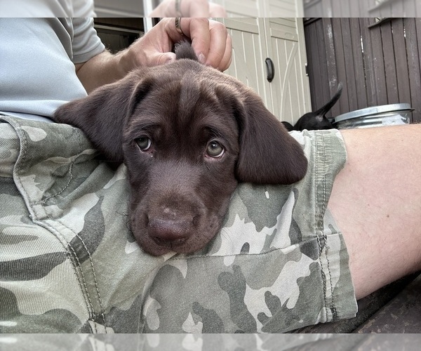 Medium Photo #4 German Shorthaired Lab Puppy For Sale in TACOMA, WA, USA