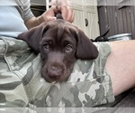 Small #3 German Shorthaired Lab