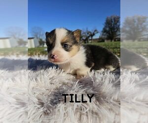 Medium American Corgi