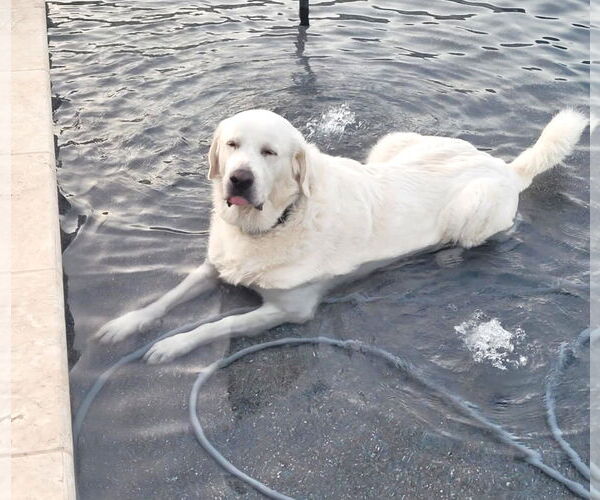 Medium Photo #8 Great Pyrenees Puppy For Sale in Spring, TX, USA