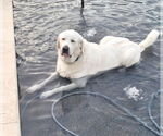 Small #7 Great Pyrenees