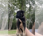 Puppy Vanilla German Shepherd Dog