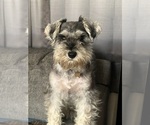 Small Photo #1 Schnauzer (Miniature) Puppy For Sale in SAN PABLO, CA, USA