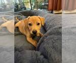 Small #2 Mutt