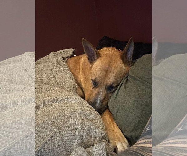 Medium Photo #14 Carolina Dog-Unknown Mix Puppy For Sale in Rockaway, NJ, USA