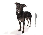 Small #2 Border Collie-Italian Greyhound Mix