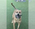 Small #1 Labrador Retriever Mix